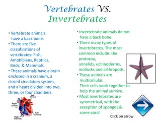 Vertebrates VS.
                    Invertebrates
• Vertebrate animals            • Invertebrate animals do not
  have a b...