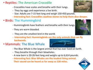 • Reptiles: The American Crocodile
      - Crocodiles have scales and breathe with their lungs.
      - They lay eggs and ...