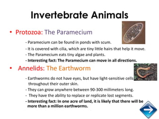 Invertebrate Animals
• Protozoa: The Paramecium
    - Paramecium can be found in ponds with scum.
    - It is covered with...
