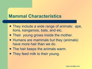 Mammal Characteristics <ul><li>They include a wide range of animals:  ape, lions, kangaroos, bats, and etc. </li></ul><ul>...