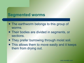 Segmented worms <ul><li>The earthworm belongs to this group of worms. </li></ul><ul><li>Their bodies are divided in segmen...
