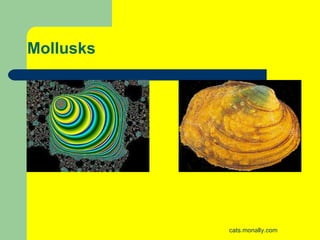 Mollusks 