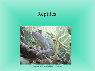 Classification of animals | PPT