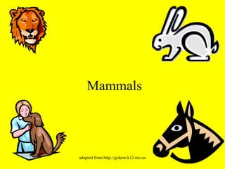 Mammals 