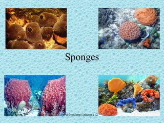 Sponges 