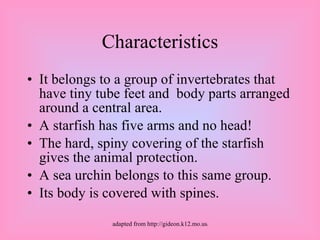 Characteristics <ul><li>It belongs to a group of invertebrates that have tiny tube feet and  body parts arranged around a ...