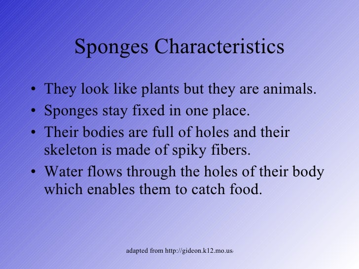 Classification of animals