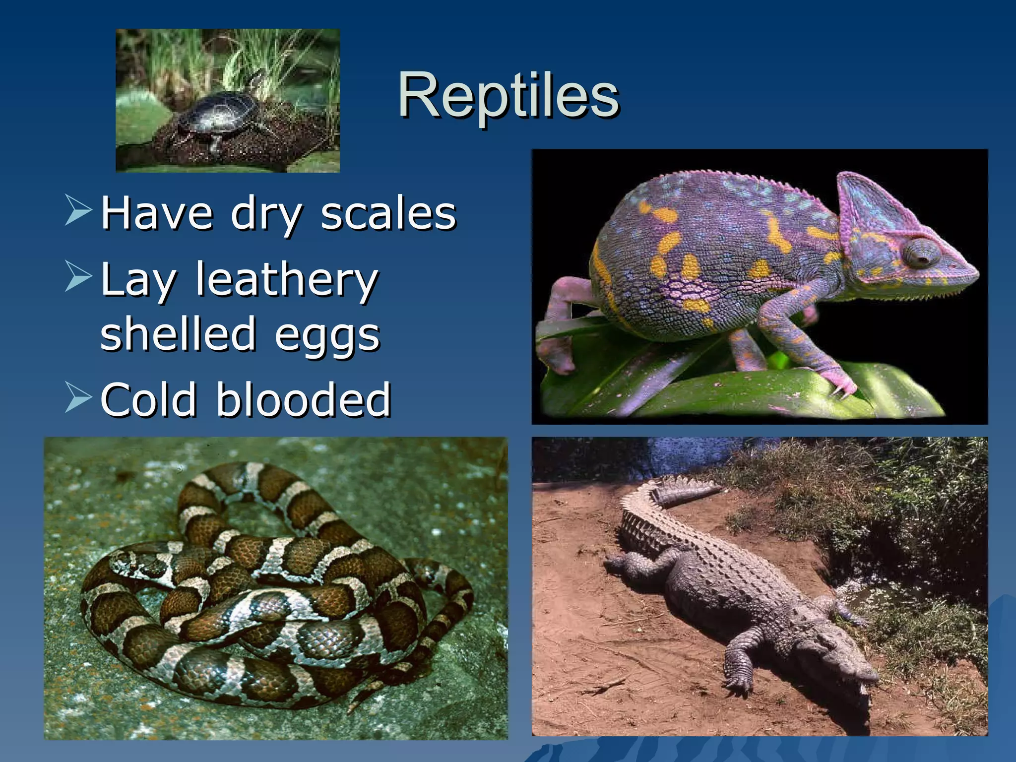 Reptiles Have dry scales Lay leathery shelled eggs Cold blooded 