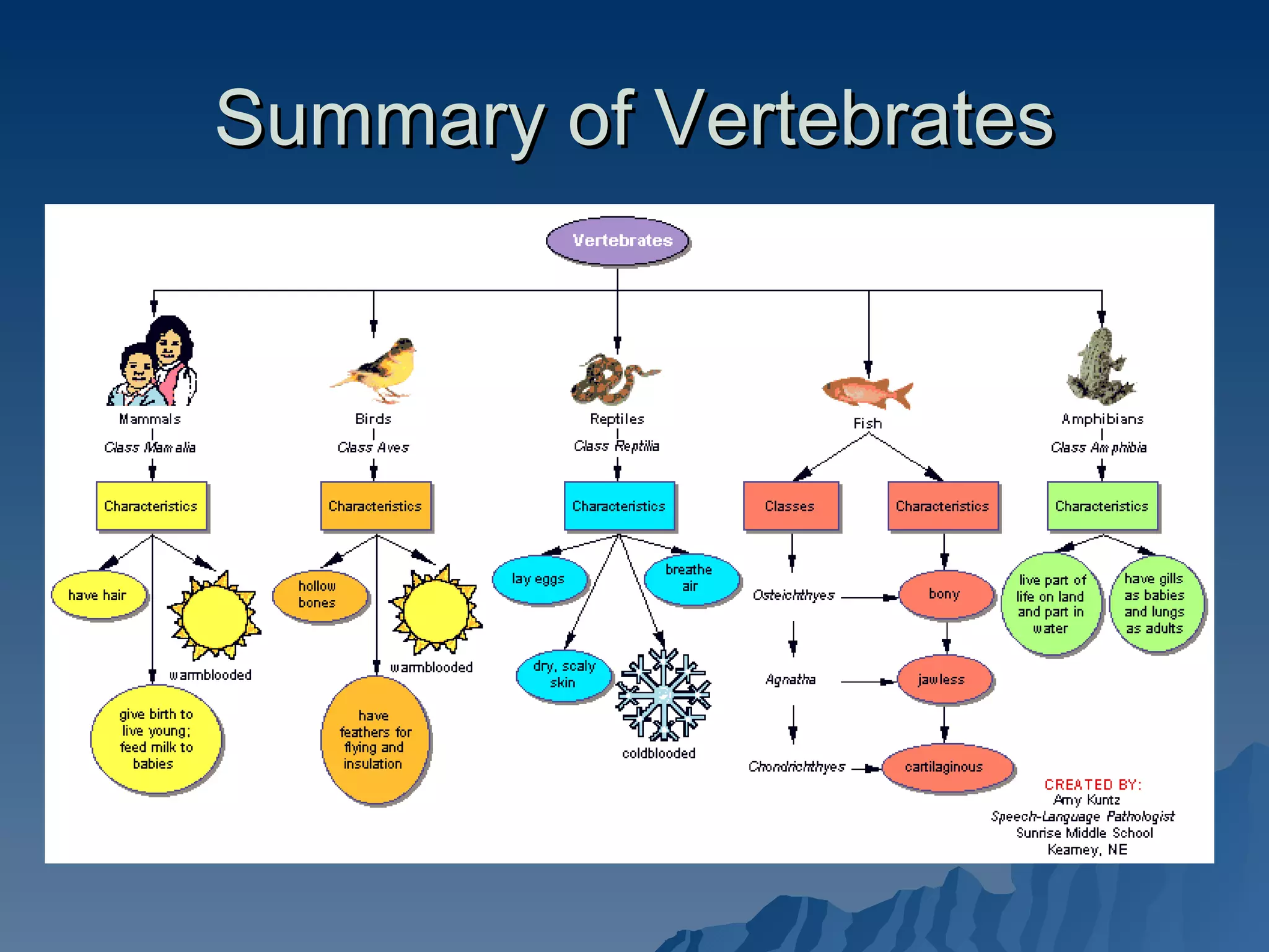 Summary of Vertebrates 