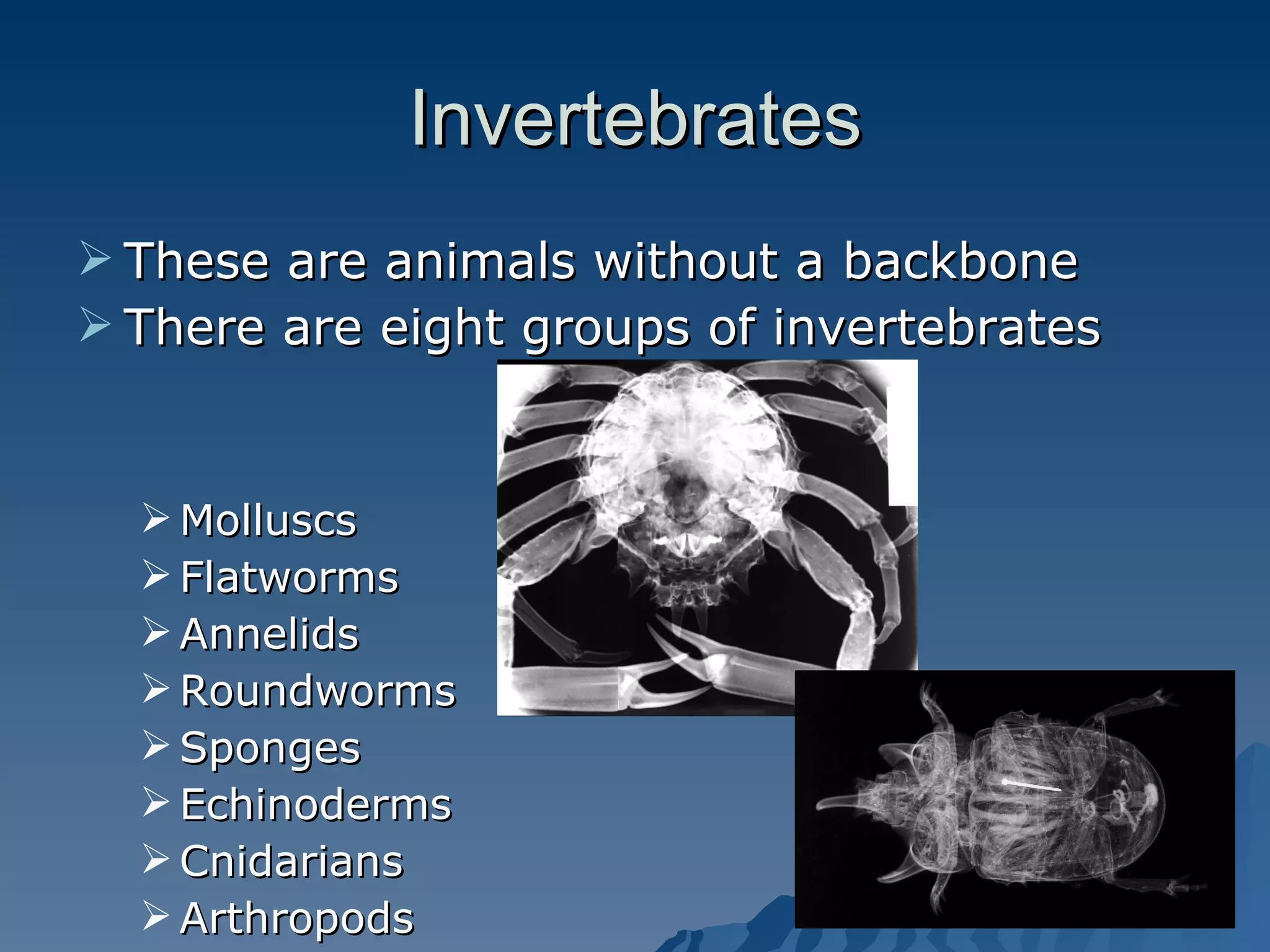 Invertebrates These are animals without a backbone There are eight groups of invertebrates Molluscs Flatworms  Annelids Roundworms Sponges Echinoderms Cnidarians Arthropods 