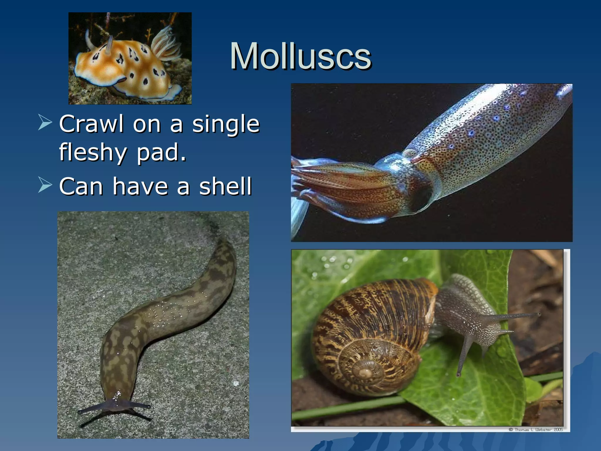 Molluscs Crawl on a single fleshy pad. Can have a shell 