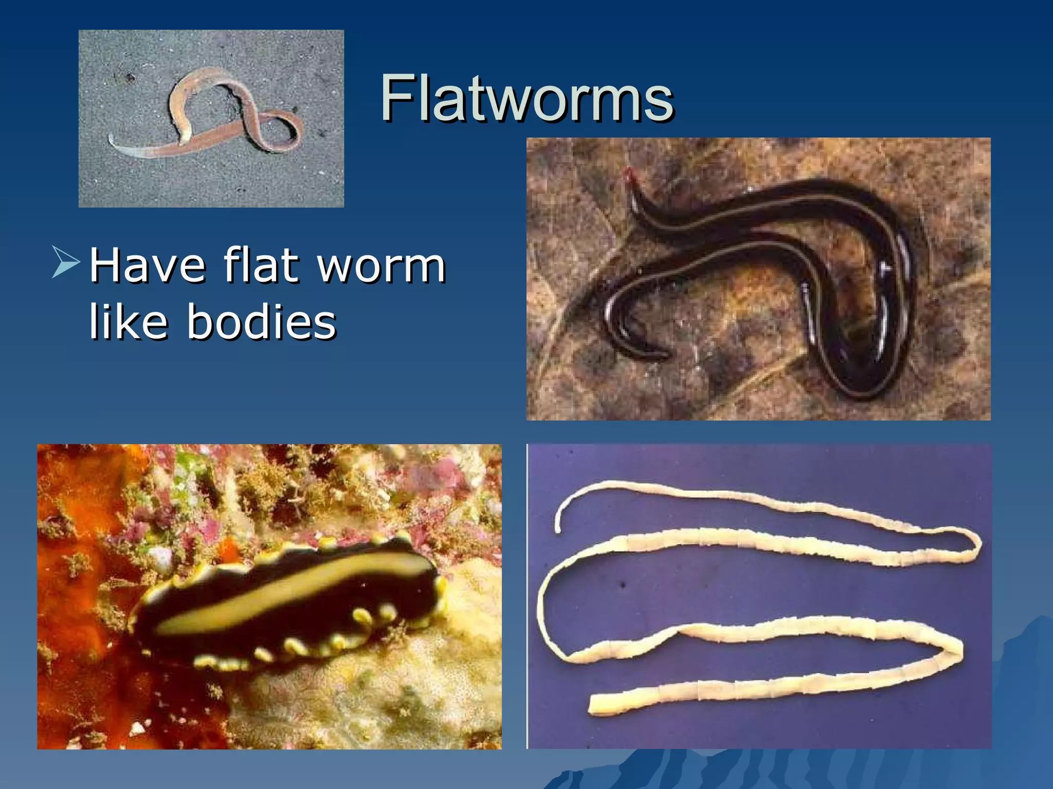 Flatworms Have flat worm like bodies 
