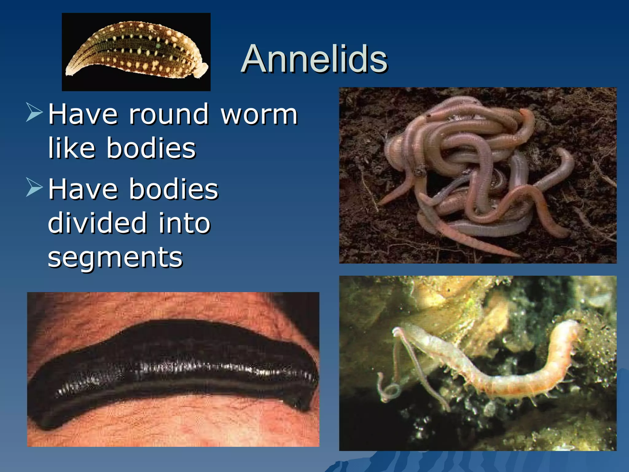 Annelids Have round worm like bodies Have bodies divided into segments  