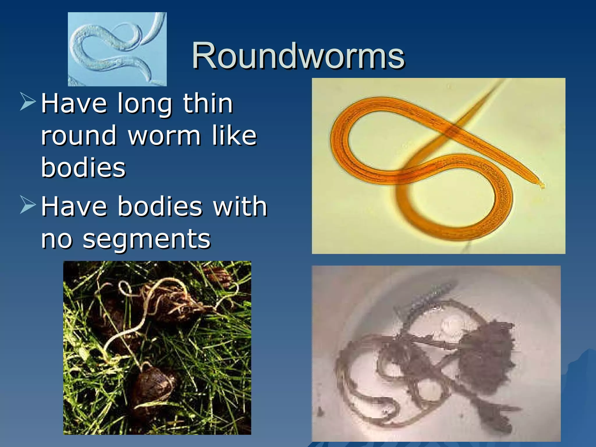Roundworms Have long thin round worm like bodies Have bodies with no segments 
