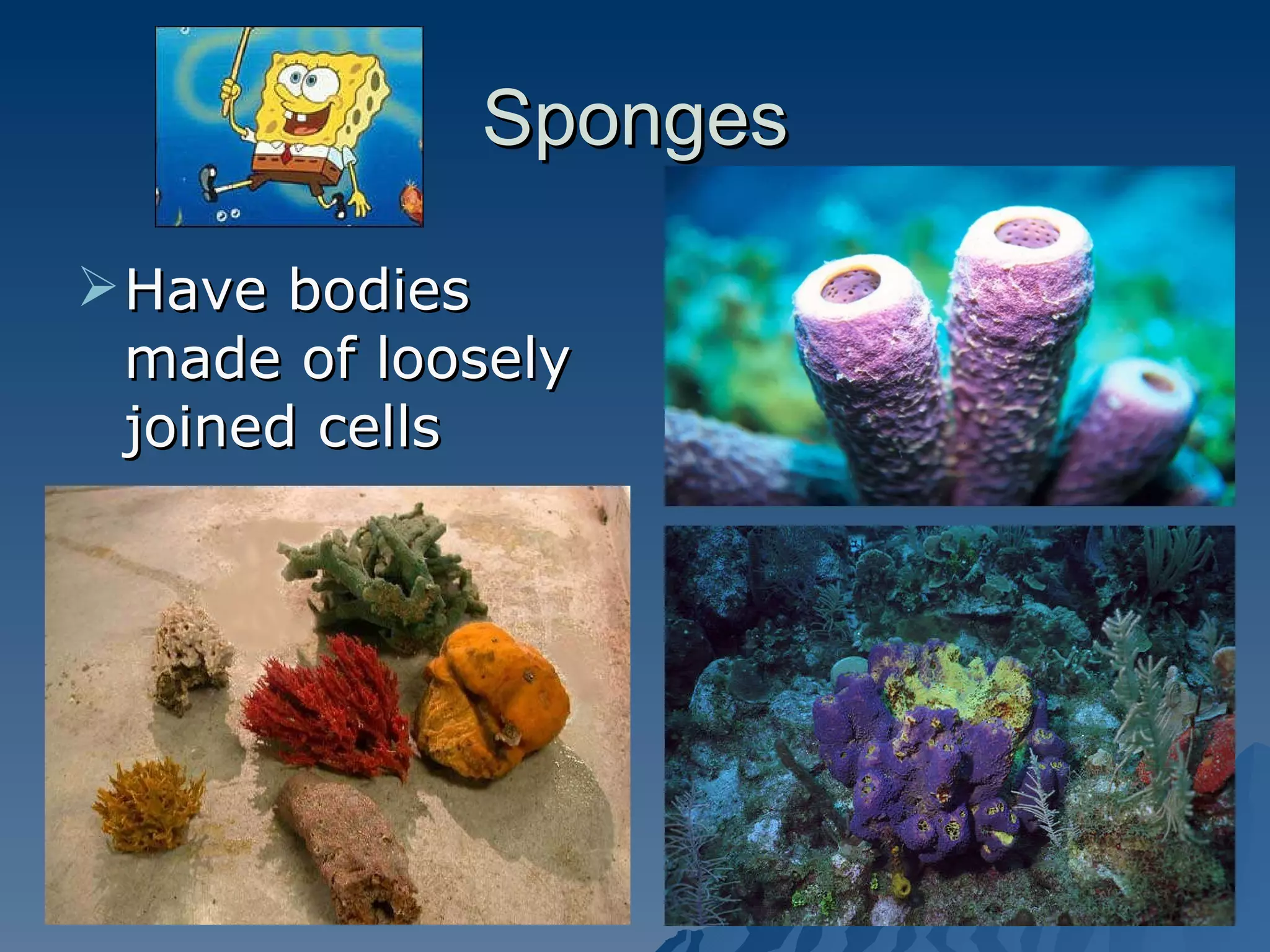 Sponges Have bodies made of loosely joined cells 