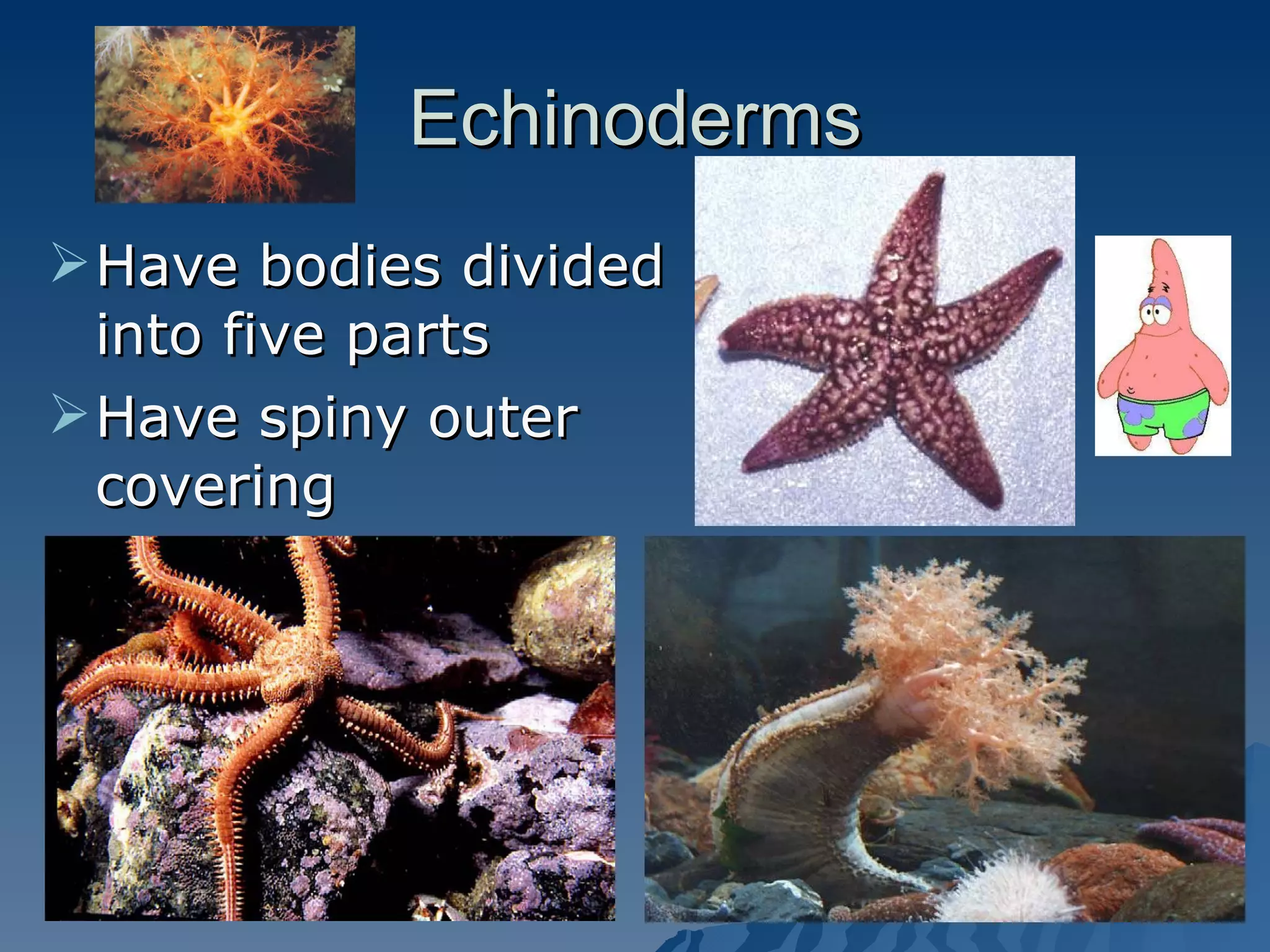 Echinoderms Have bodies divided into five parts Have spiny outer covering 