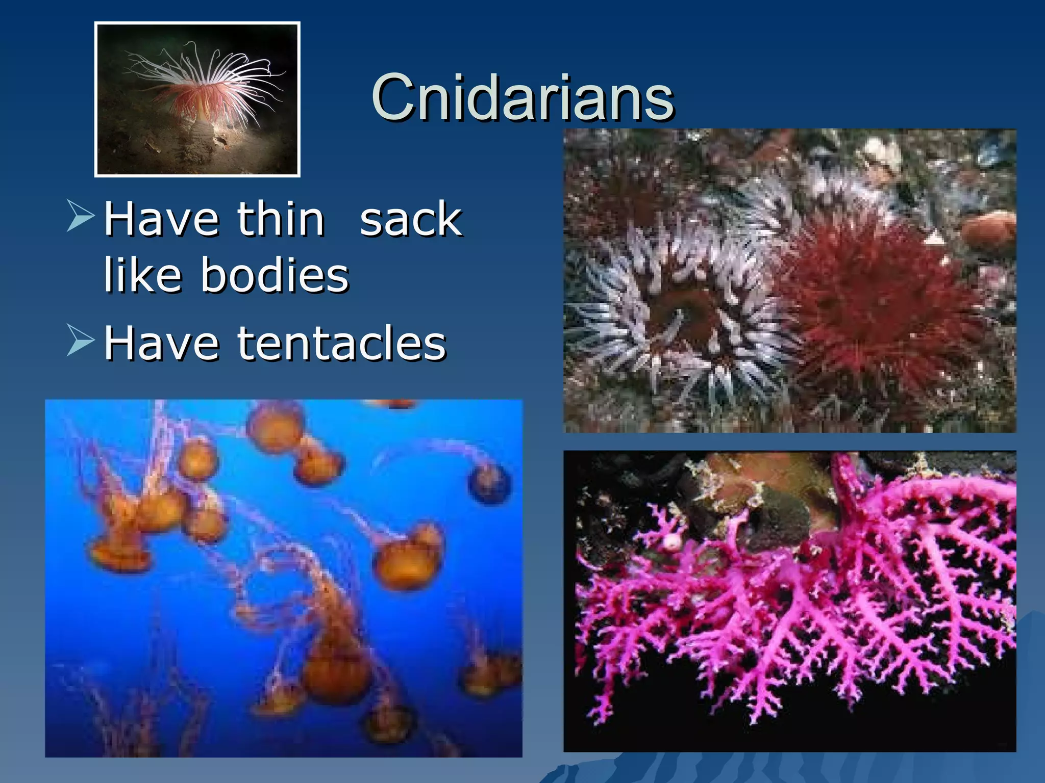 Cnidarians Have thin  sack like bodies Have tentacles 