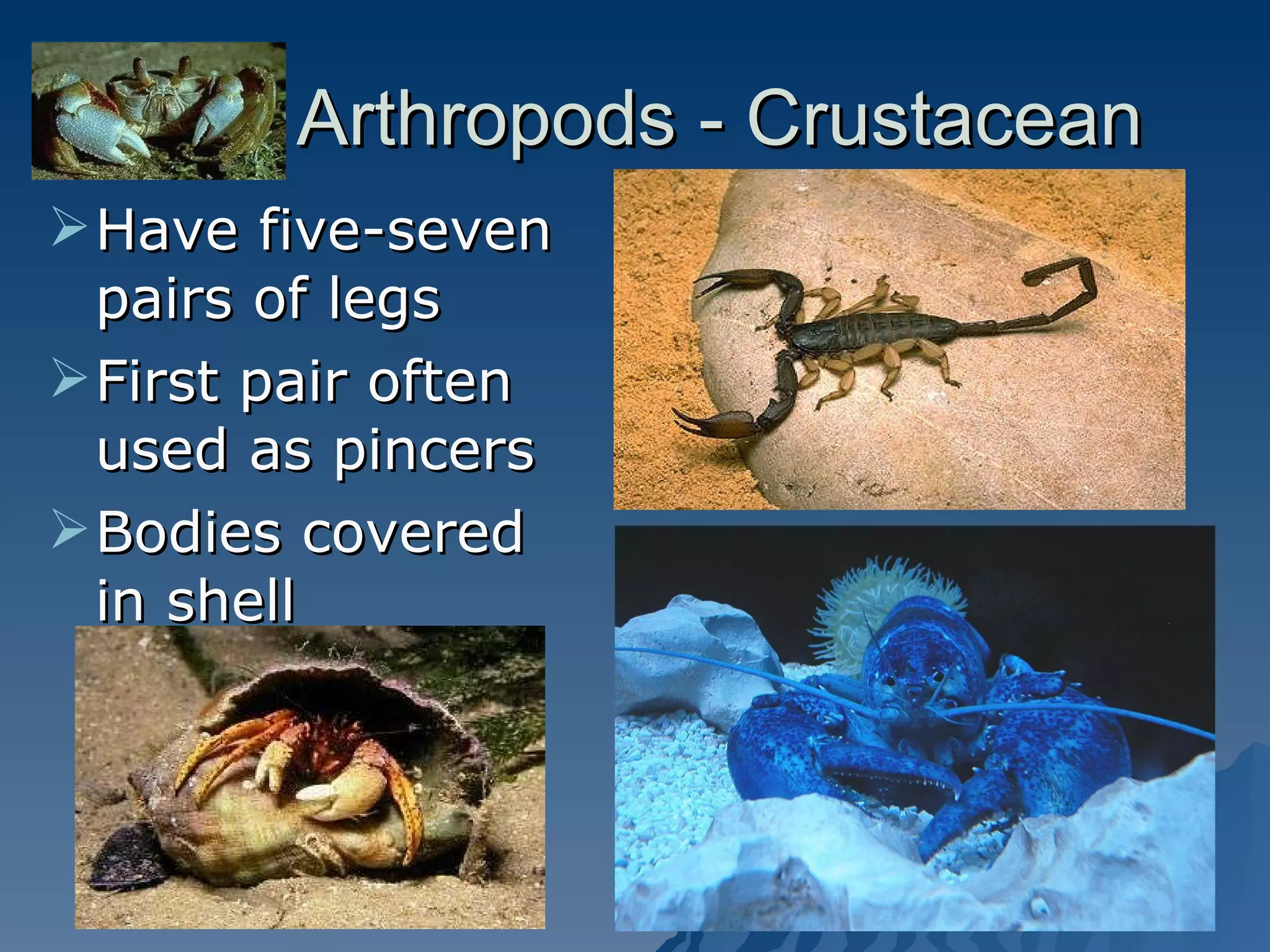 Arthropods - Crustacean Have five-seven pairs of legs First pair often used as pincers Bodies covered in shell 