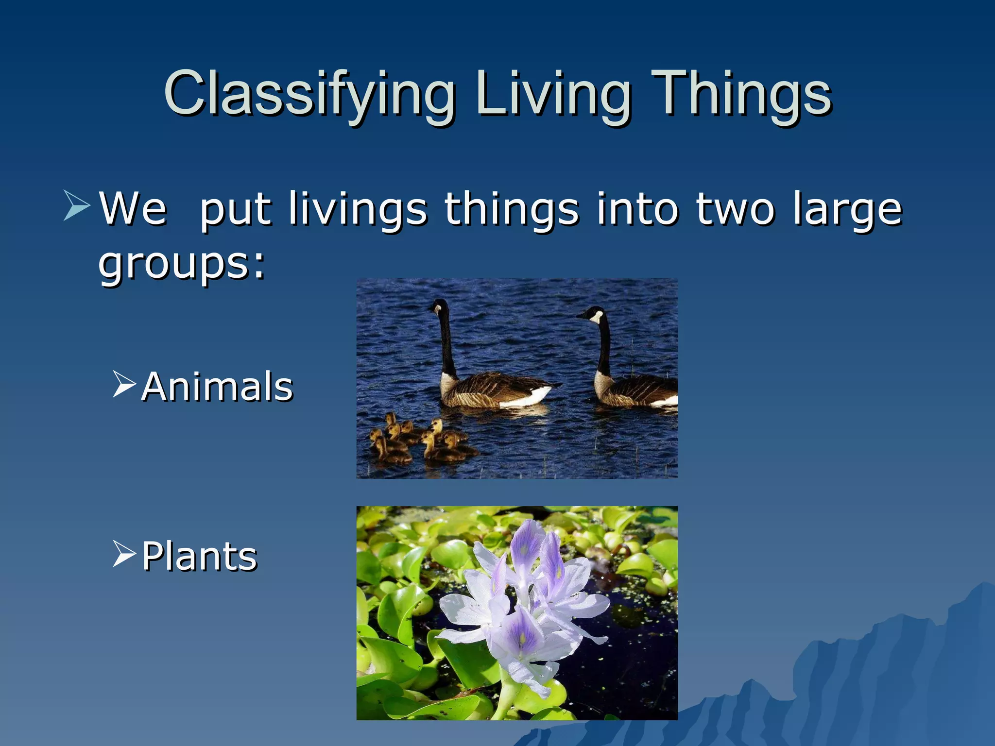 Classifying Living Things We  put livings things into two large groups: Animals  Plants 
