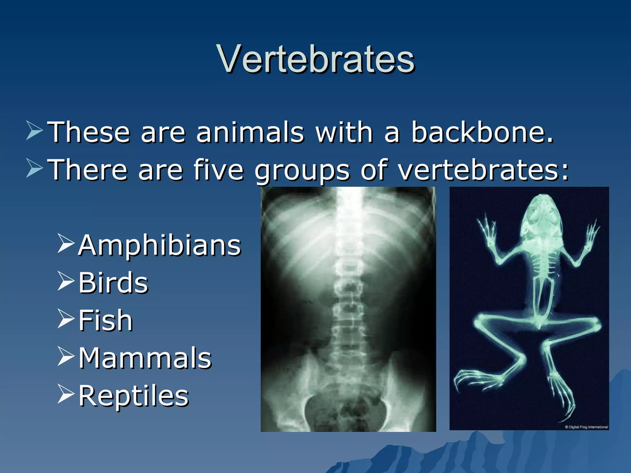 Vertebrates These are animals with a backbone. There are five groups of vertebrates: Amphibians Birds Fish Mammals Reptiles 