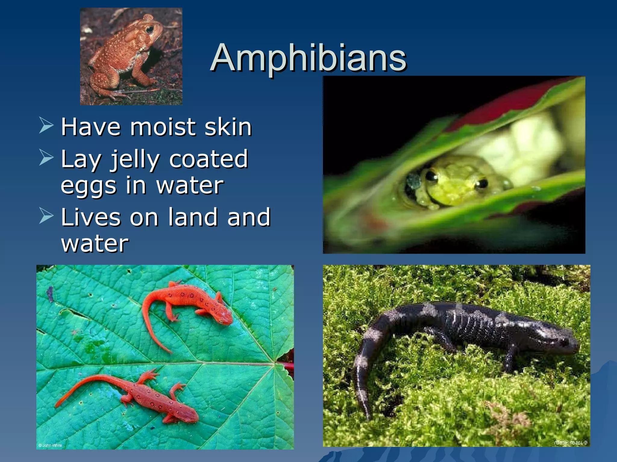 Amphibians Have moist skin Lay jelly coated eggs in water Lives on land and water 
