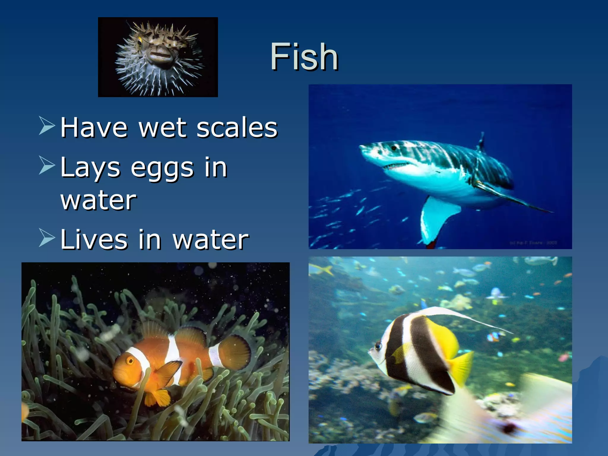 Fish Have wet scales Lays eggs in water Lives in water 