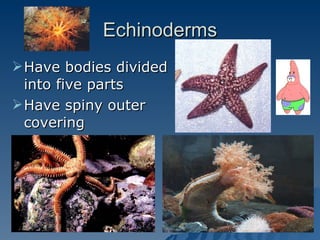Echinoderms Have bodies divided into five parts Have spiny outer covering 