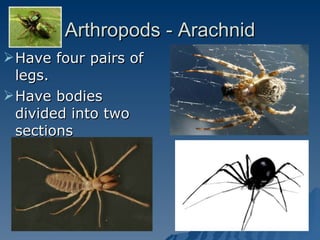 Arthropods - Arachnid Have four pairs of legs. Have bodies divided into two sections 