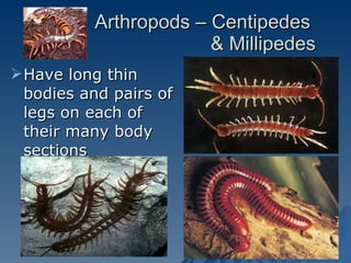 Arthropods – Centipedes  & Millipedes Have long thin bodies and pairs of legs on each of their many body sections 