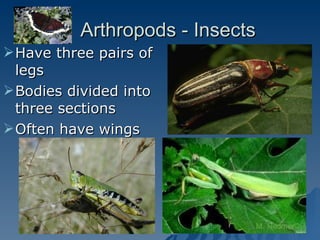 Arthropods - Insects Have three pairs of legs Bodies divided into three sections Often have wings 