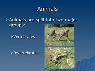Animals Animals are spilt into two major groups: Vertebrates Invertebrates 