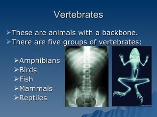 Vertebrates These are animals with a backbone. There are five groups of vertebrates: Amphibians Birds Fish Mammals Reptiles 