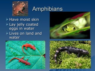 Amphibians Have moist skin Lay jelly coated eggs in water Lives on land and water 