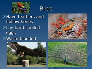 Birds Have feathers and hollow bones Lay hard shelled eggs Warm blooded 