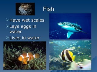 Fish Have wet scales Lays eggs in water Lives in water 