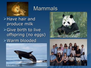 Mammals Have hair and produce milk Give birth to live offspring (no eggs) Warm blooded 