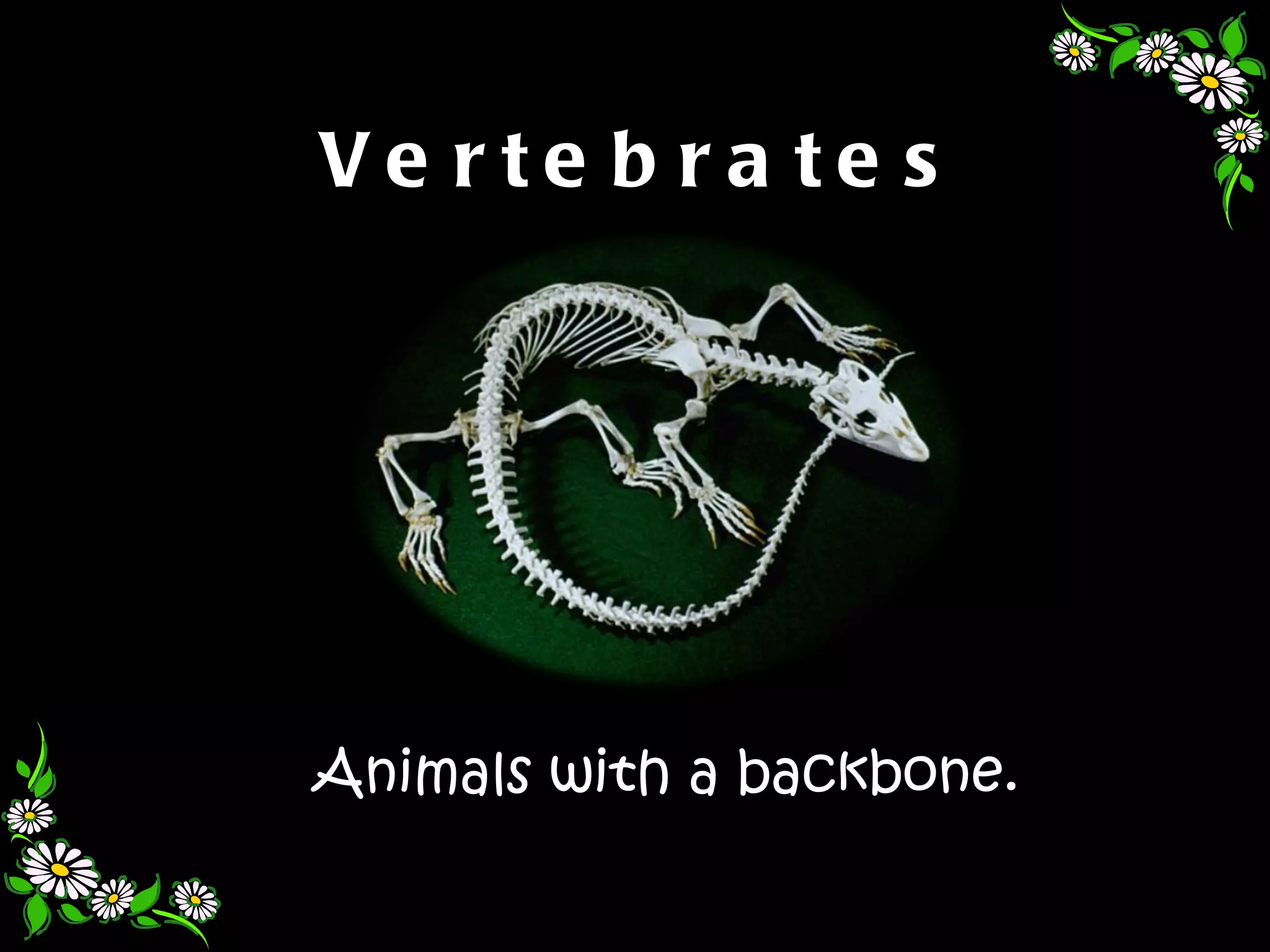 Ve rte b ra te s




Animals with a backbone.
 