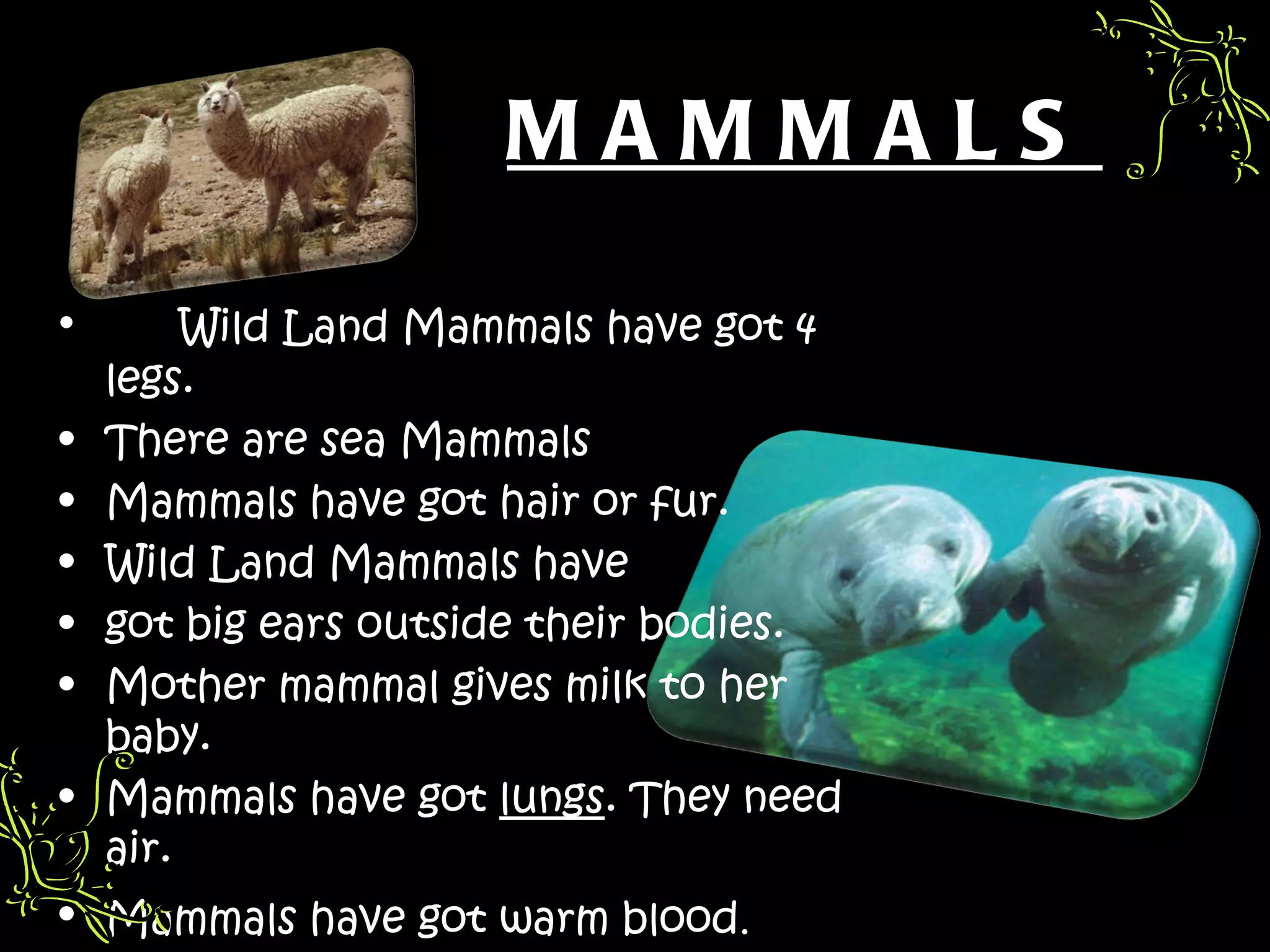 MAMMALS

•        Wild Land Mammals have got 4
    legs.
•   There are sea Mammals
•   Mammals have got hair or fur.
•   Wild Land Mammals have
•   got big ears outside their bodies.
•   Mother mammal gives milk to her
    baby.
•   Mammals have got lungs. They need
    air.
• Mammals have got warm blood.
 