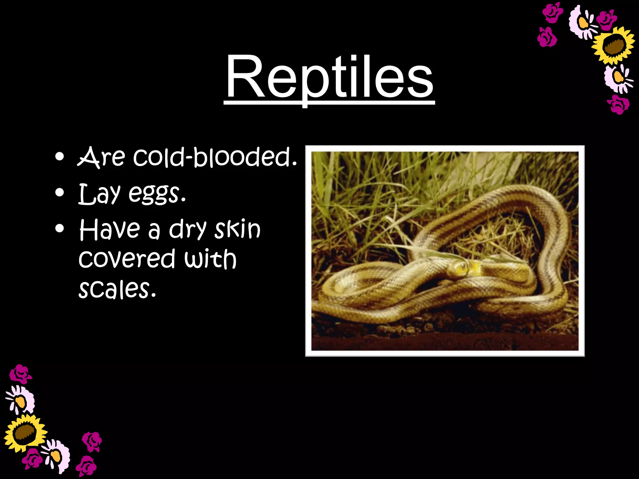 Reptiles
• Are cold-blooded.
• Lay eggs.
• Have a dry skin
  covered with
  scales.
 