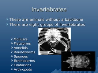 InvertebratesInvertebrates
 These are animals without a backboneThese are animals without a backbone
 There are eight groups of invertebratesThere are eight groups of invertebrates
 MolluscsMolluscs
 FlatwormsFlatworms
 AnnelidsAnnelids
 RoundwormsRoundworms
 SpongesSponges
 EchinodermsEchinoderms
 CnidariansCnidarians
 ArthropodsArthropods
 