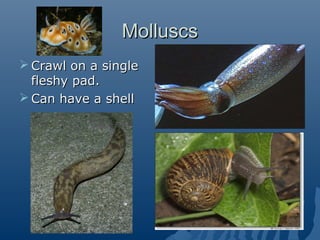 MolluscsMolluscs
 Crawl on a singleCrawl on a single
fleshy pad.fleshy pad.
 Can have a shellCan have a shell
 