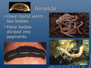 AnnelidsAnnelids
Have round wormHave round worm
like bodieslike bodies
Have bodiesHave bodies
divided intodivided into
segmentssegments
 