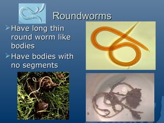 RoundwormsRoundworms
Have long thinHave long thin
round worm likeround worm like
bodiesbodies
Have bodies withHave bodies with
no segmentsno segments
 