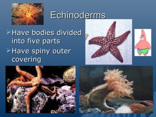 EchinodermsEchinoderms
Have bodies dividedHave bodies divided
into five partsinto five parts
Have spiny outerHave spiny outer
coveringcovering
 