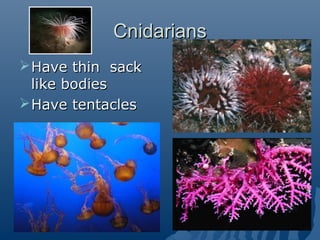 CnidariansCnidarians
Have thin sackHave thin sack
like bodieslike bodies
Have tentaclesHave tentacles
 