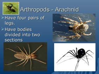 Arthropods - ArachnidArthropods - Arachnid
Have four pairs ofHave four pairs of
legs.legs.
Have bodiesHave bodies
divided into twodivided into two
sectionssections
 