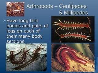 Arthropods – CentipedesArthropods – Centipedes
& Millipedes& Millipedes
Have long thinHave long thin
bodies and pairs ofbodies and pairs of
legs on each oflegs on each of
their many bodytheir many body
sectionssections
 
