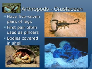 Arthropods - CrustaceanArthropods - Crustacean
Have five-sevenHave five-seven
pairs of legspairs of legs
First pair oftenFirst pair often
used as pincersused as pincers
Bodies coveredBodies covered
in shellin shell
 