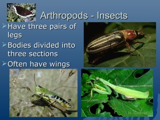 Arthropods - InsectsArthropods - Insects
Have three pairs ofHave three pairs of
legslegs
Bodies divided intoBodies divided into
three sectionsthree sections
Often have wingsOften have wings
 