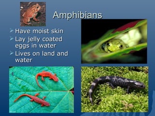 AmphibiansAmphibians
 Have moist skinHave moist skin
 Lay jelly coatedLay jelly coated
eggs in watereggs in water
 Lives on land andLives on land and
waterwater
 